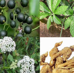 Một trong ba định hướng ưu tiên phát triển công nghiệp dược liệu