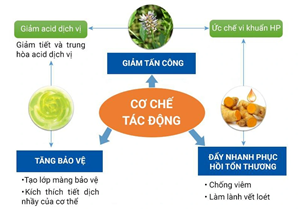 phan-tich-cong-dung-duoc-lieu-trong-vien-da-day-plus-goc-nhin-dong-y-va-khoa-hoc-hien-dai